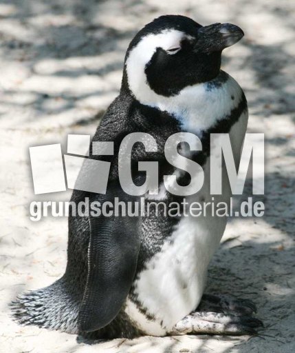 Brillenpinguin-3.jpg